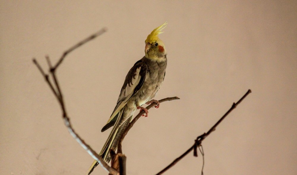 Photograph by Luis Felipe