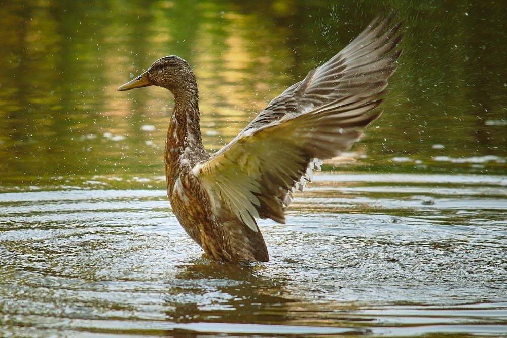 Photograph by Сергей Лисов