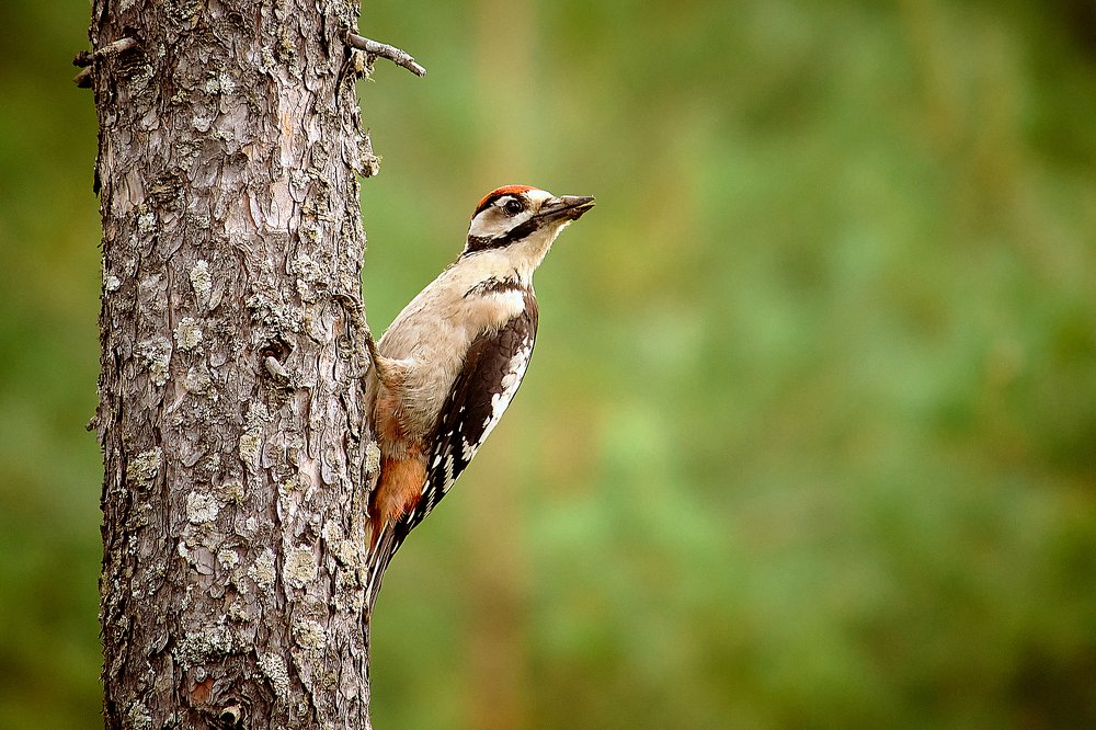 Photograph by Сергей Лисов