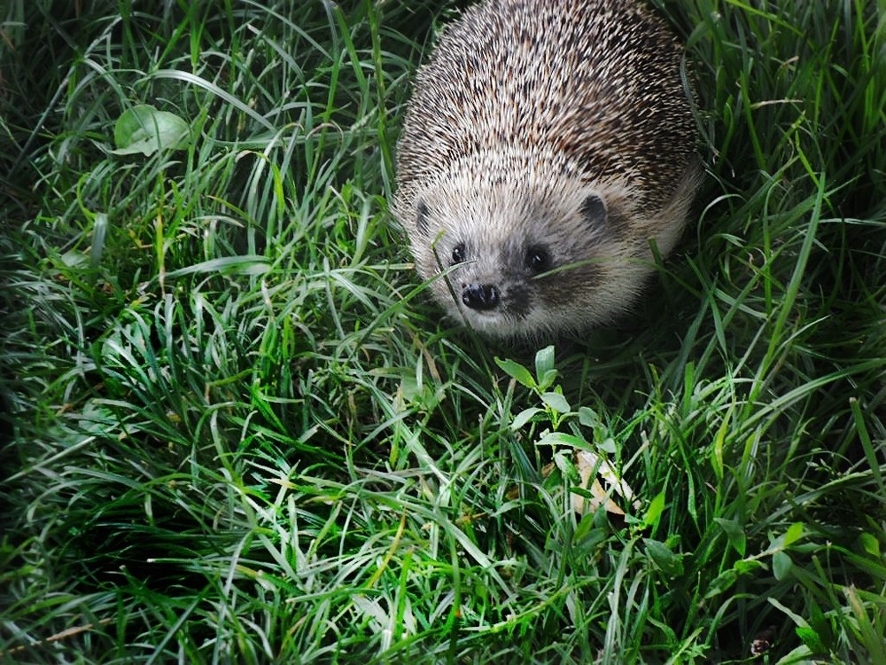 Photograph by Ирина Гущина