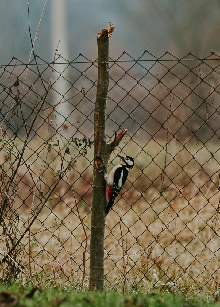 Photograph by Ernest Mazarekić