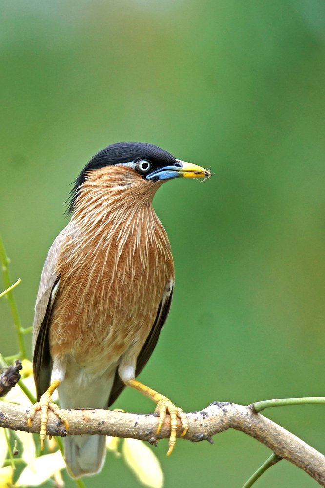 Photograph by Rasik Chavda