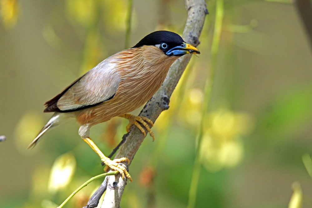 Photograph by Rasik Chavda