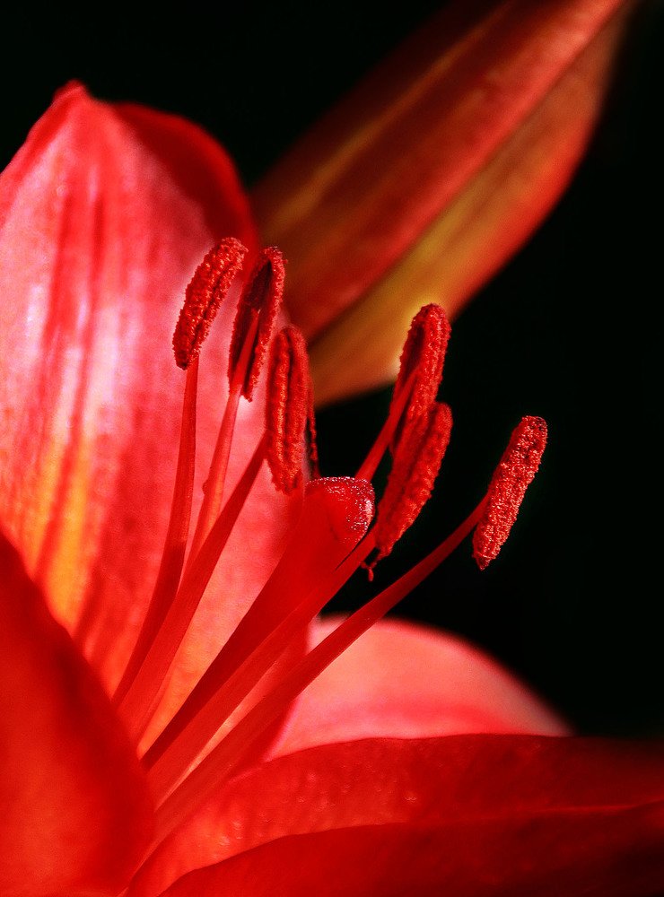 Прекрасная лилия