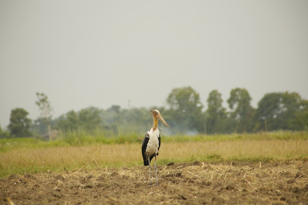 Lesser Adjutant.