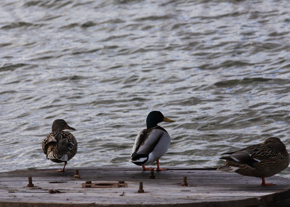 Photograph by Виктория Кузина