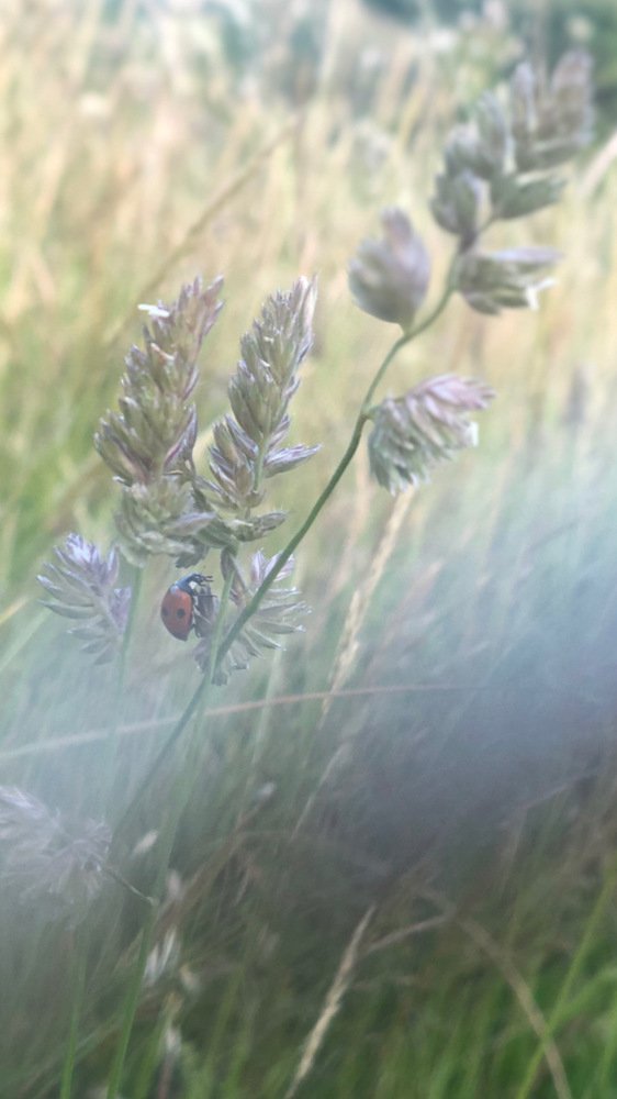 Дорогу осилит идущий...