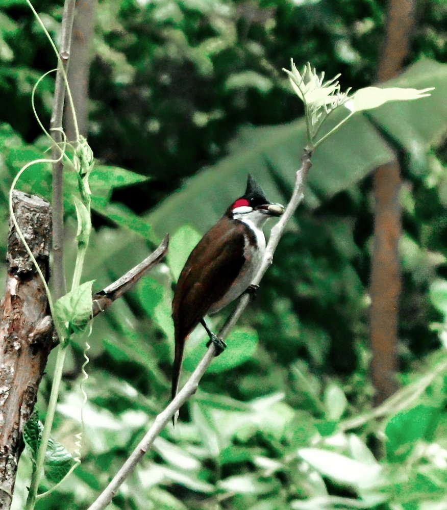 Photograph by Arkapravo Roy