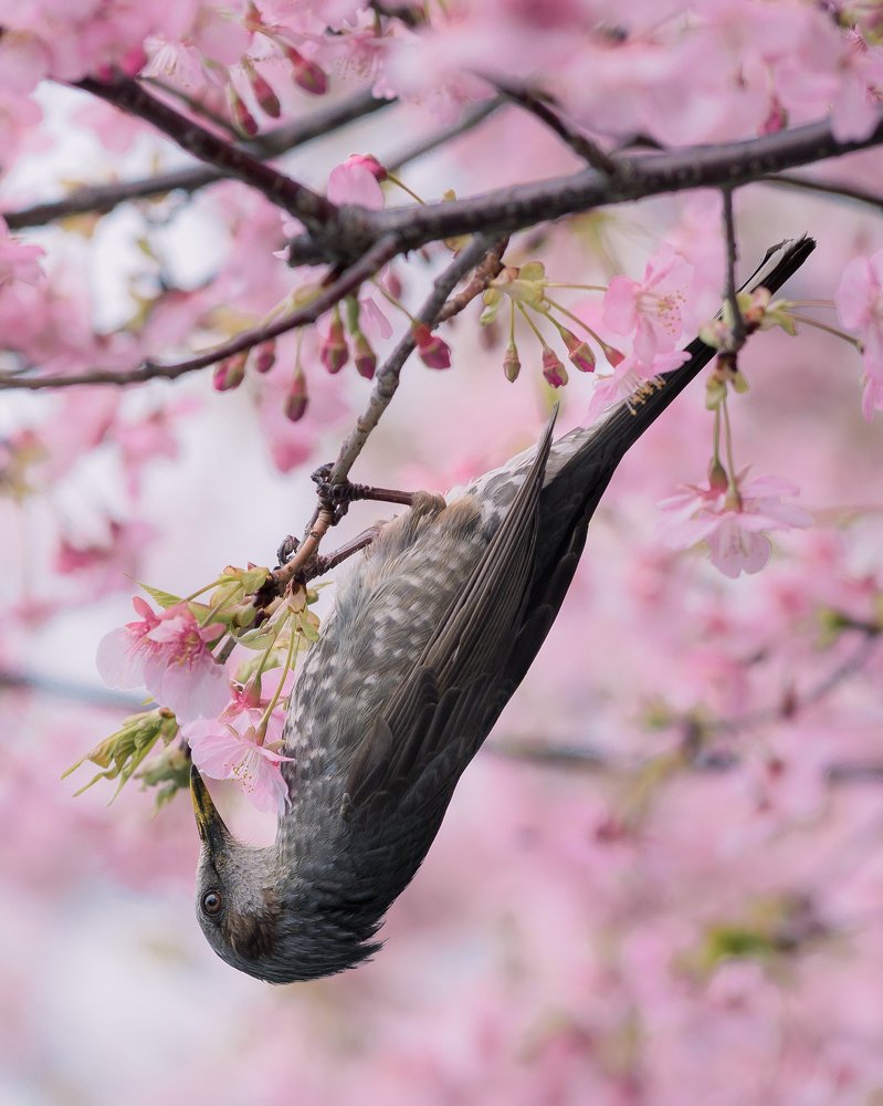 Photograph by Илькин Салимов