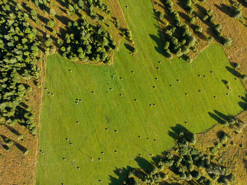 Поля и леса