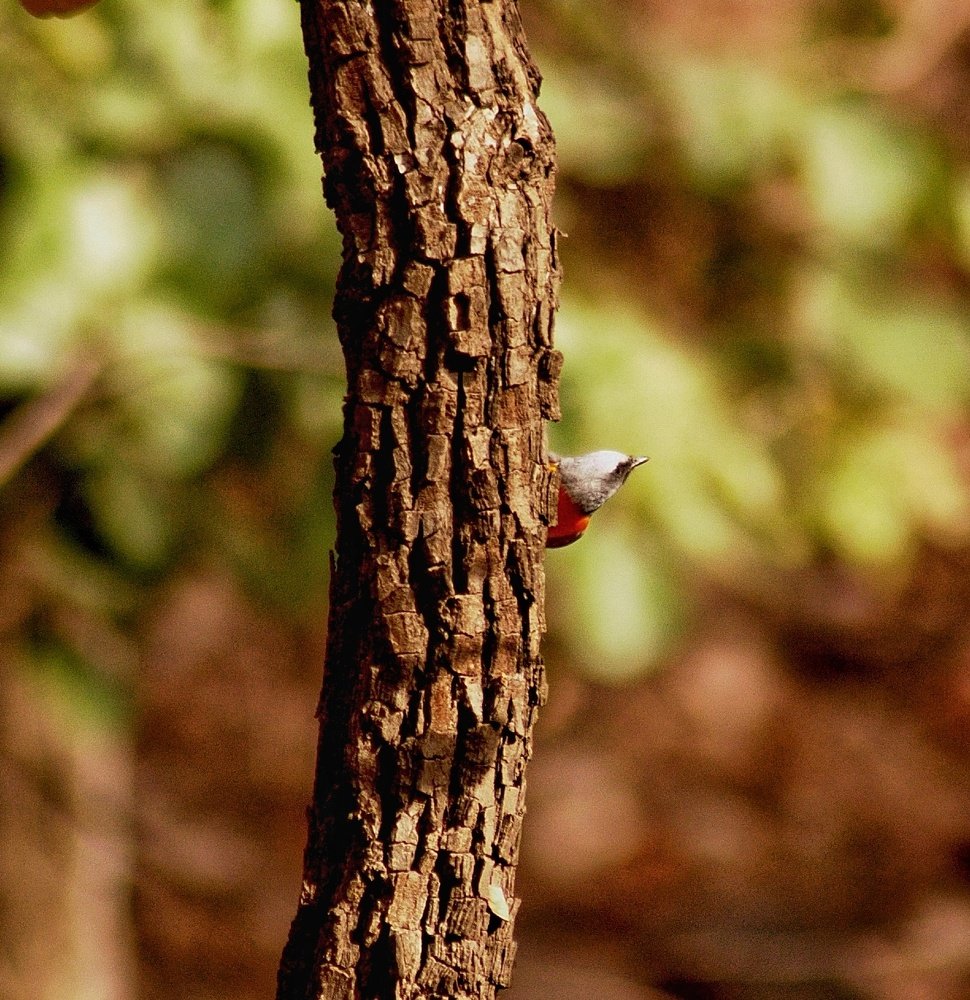 Its natures shy beauty....