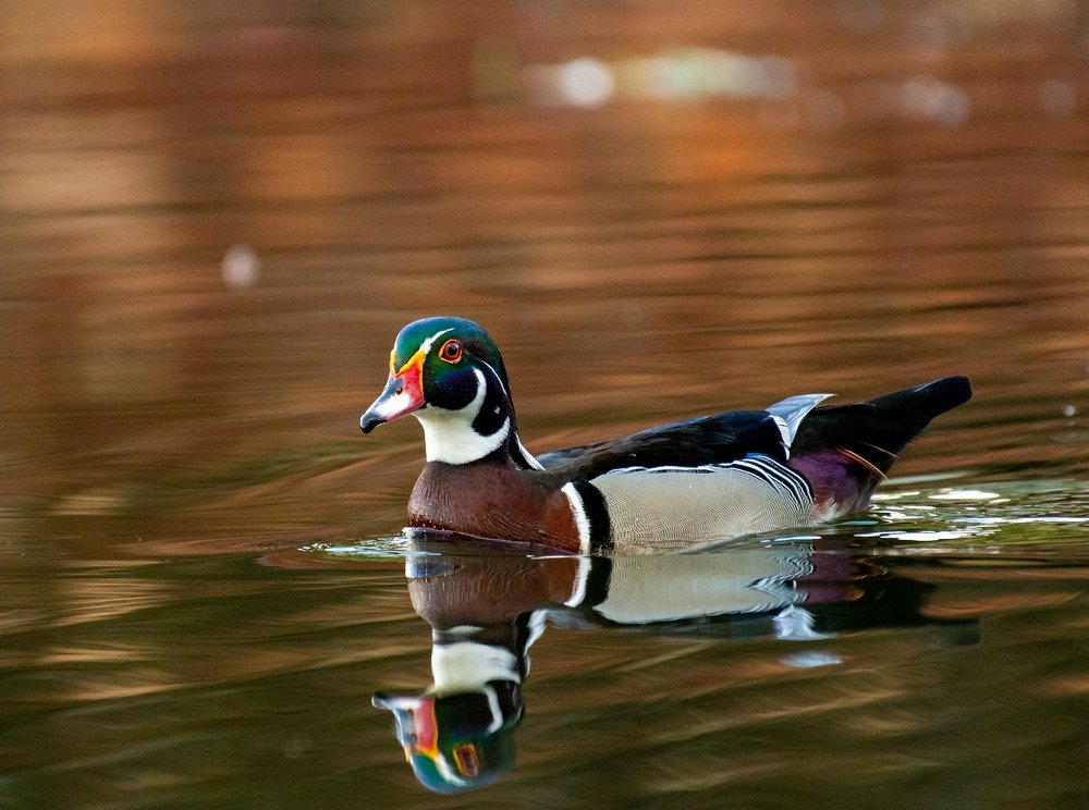 Фотография автора Grace Rani