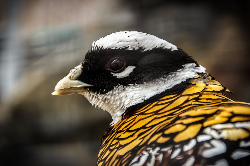 Photograph by Valentin Okulov