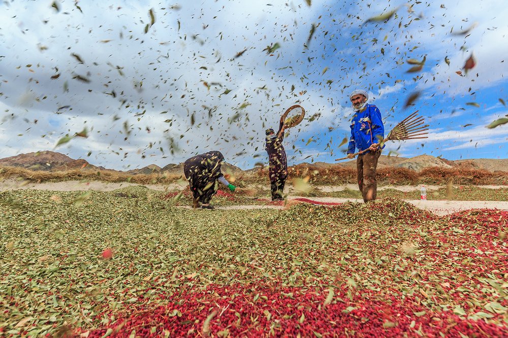 Efforts to earn a living