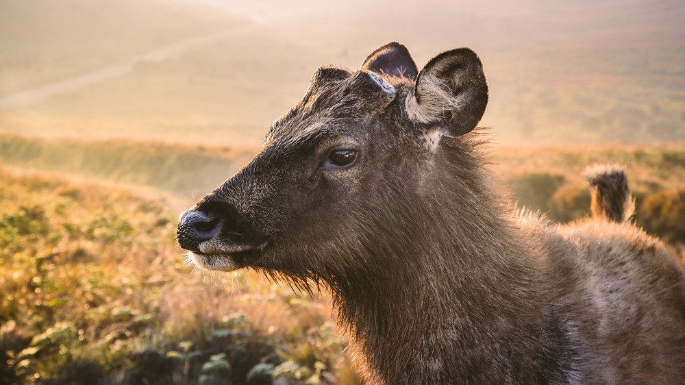 Sambar Deer in Horton Plains National Park