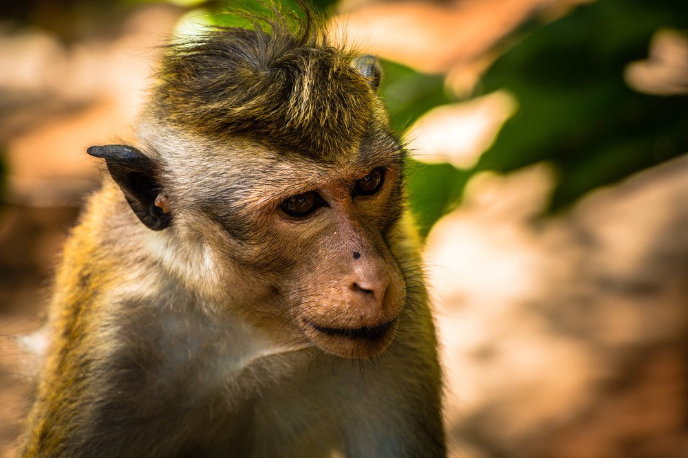 Toque Macaque Monkey