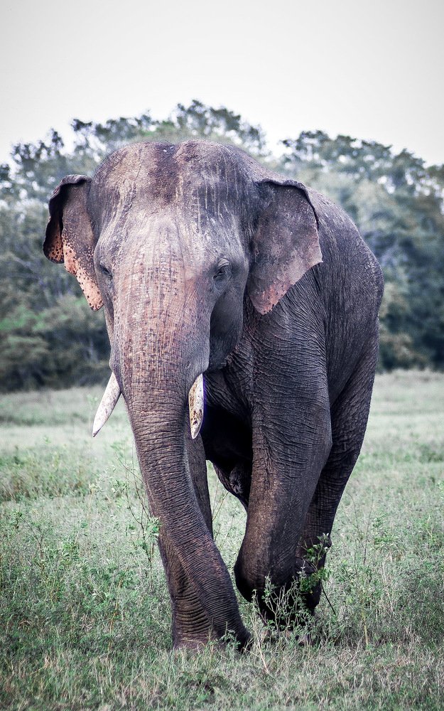 Sri Lankan Elephant