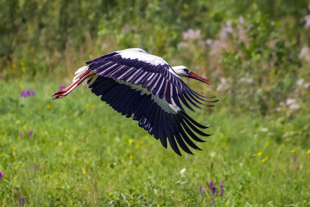 Photograph by Дмитрий Потапов