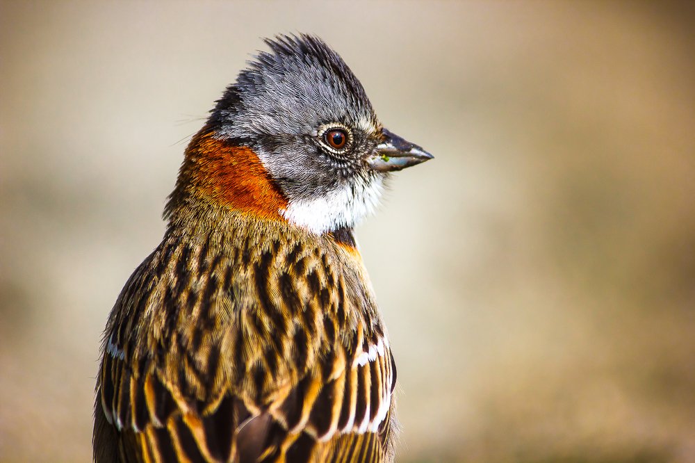 The look of little Chingolo