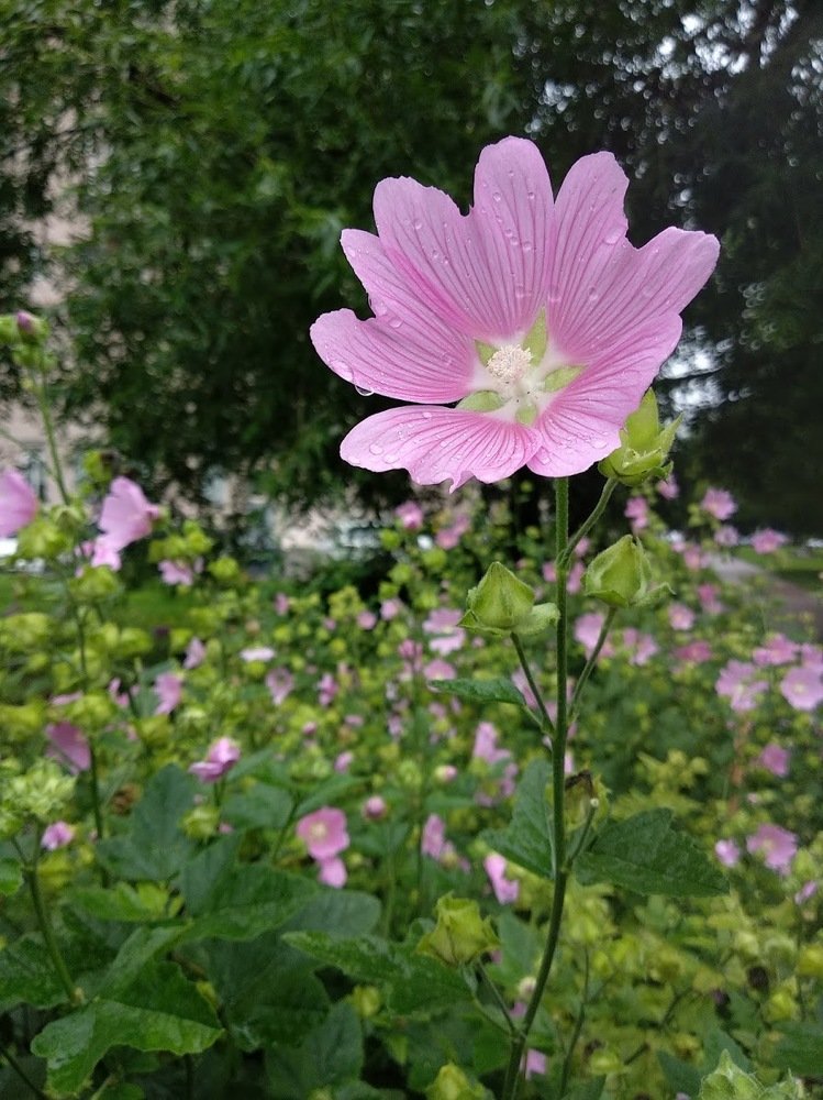 Photograph by Лариса Шишкова