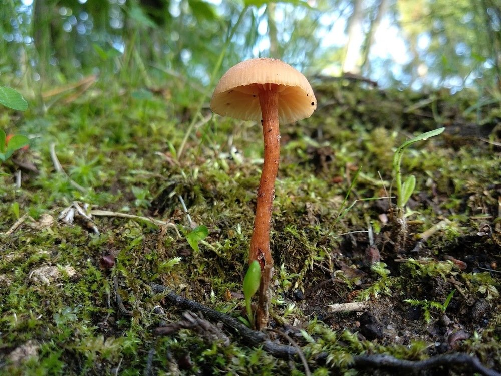 Photograph by Лариса Шишкова