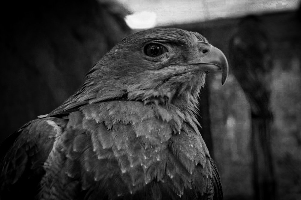 Photograph by Adriana Stéfany Condori Terán