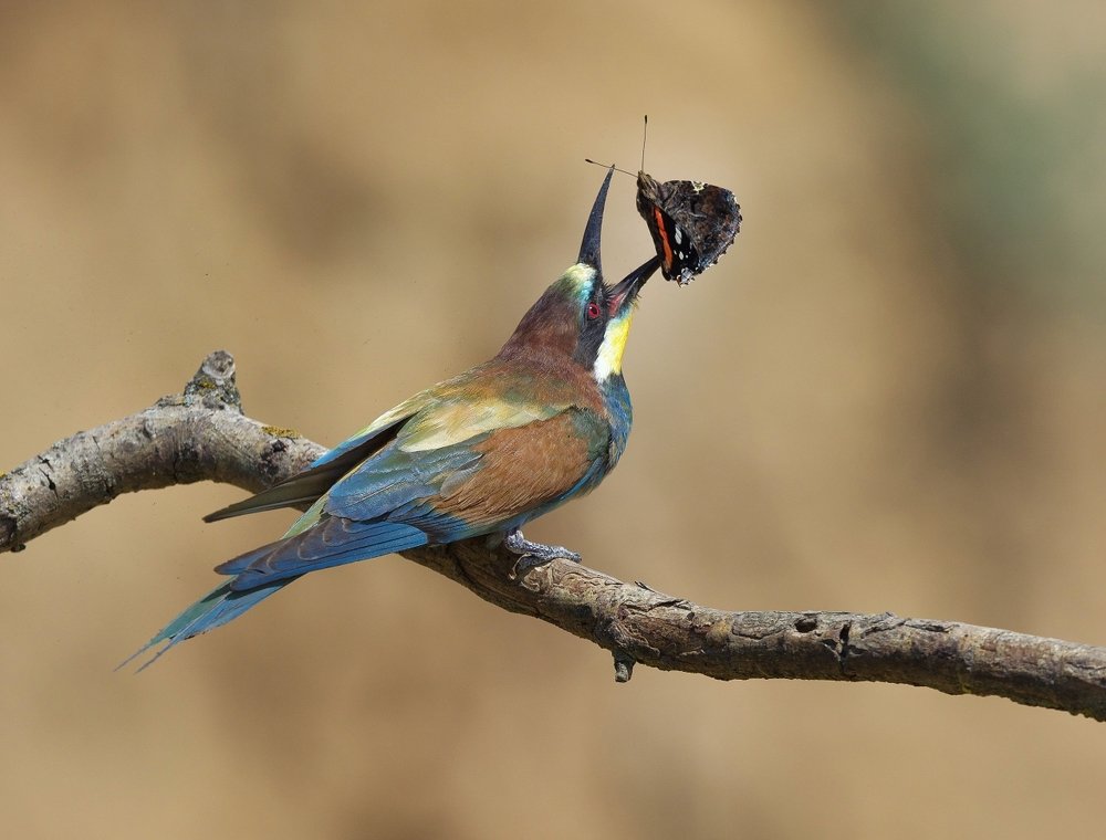 Повелитель адмиралов