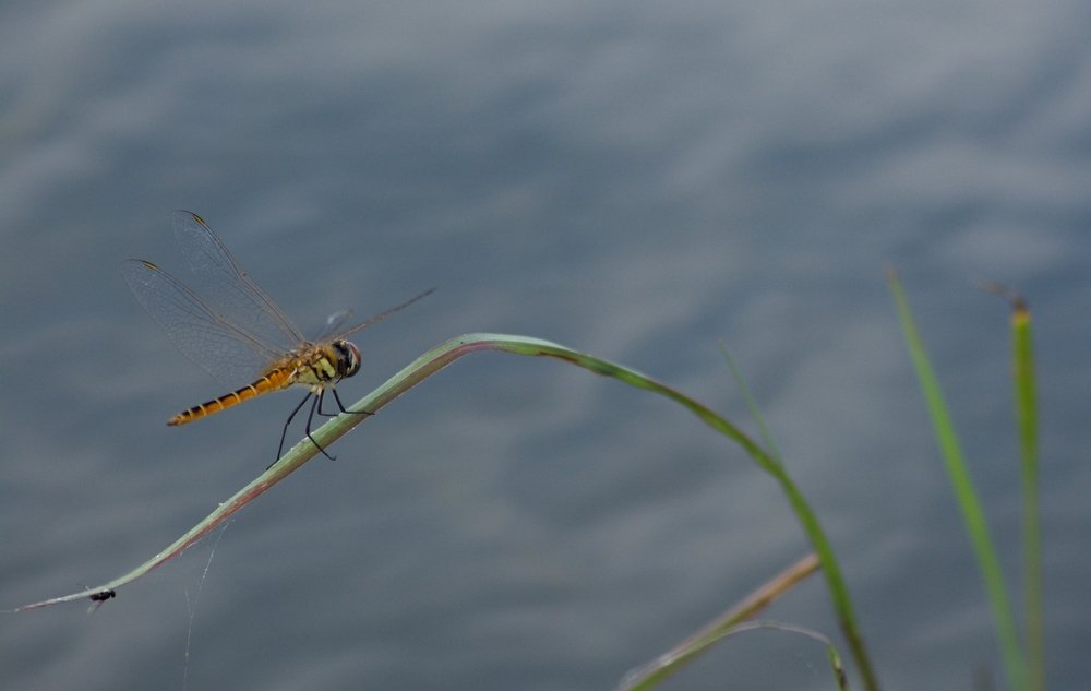 Photograph by Bhavana Sivayokan