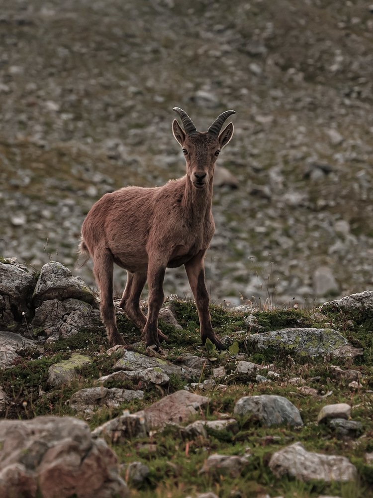 Встреча с кавказским туром.