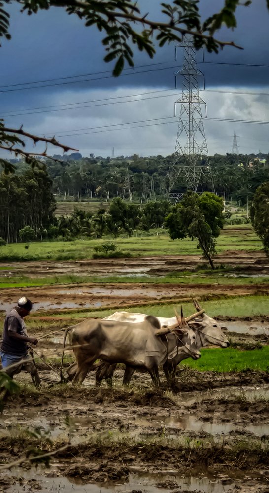 True son of mother land