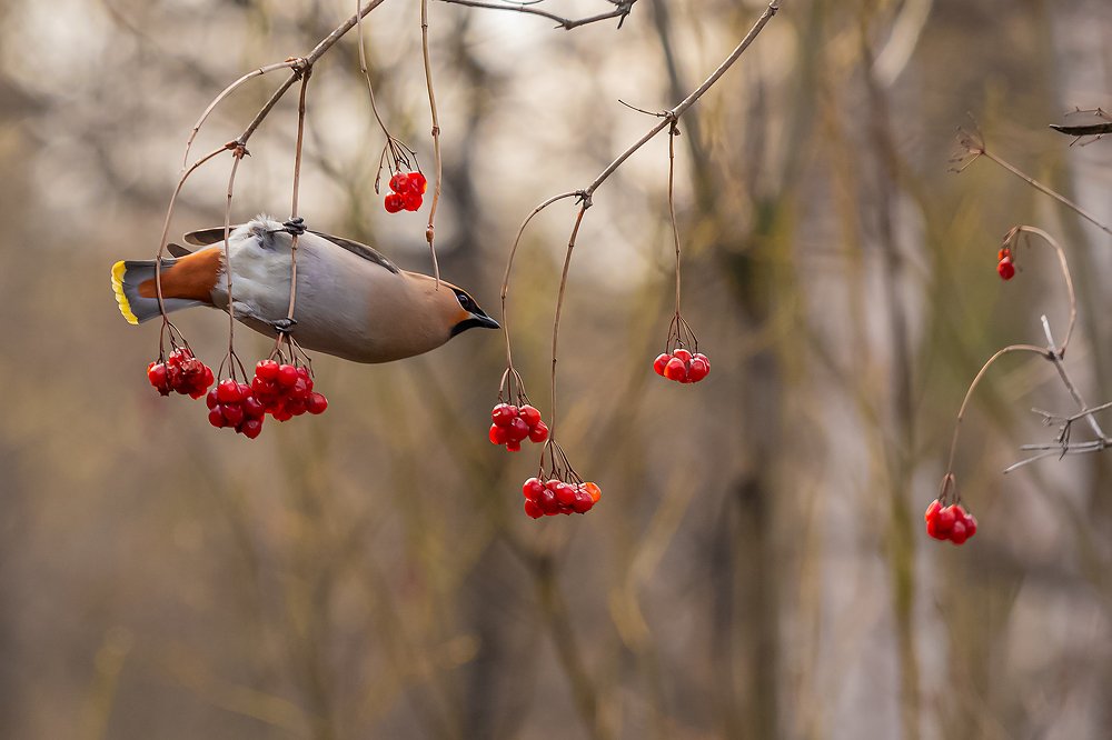 Свиристель.