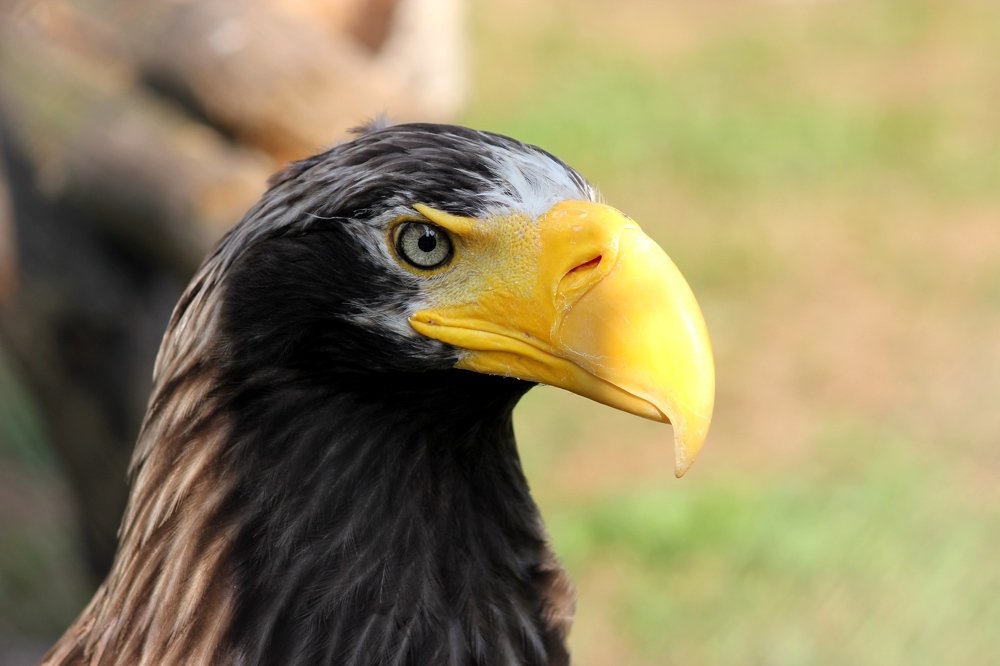 Photograph by Евгений Веденьев