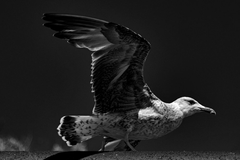 Размах крыла