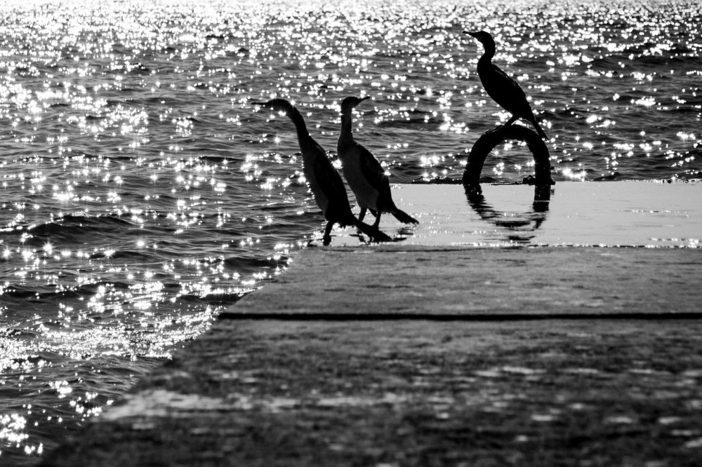 Бакланы ждут