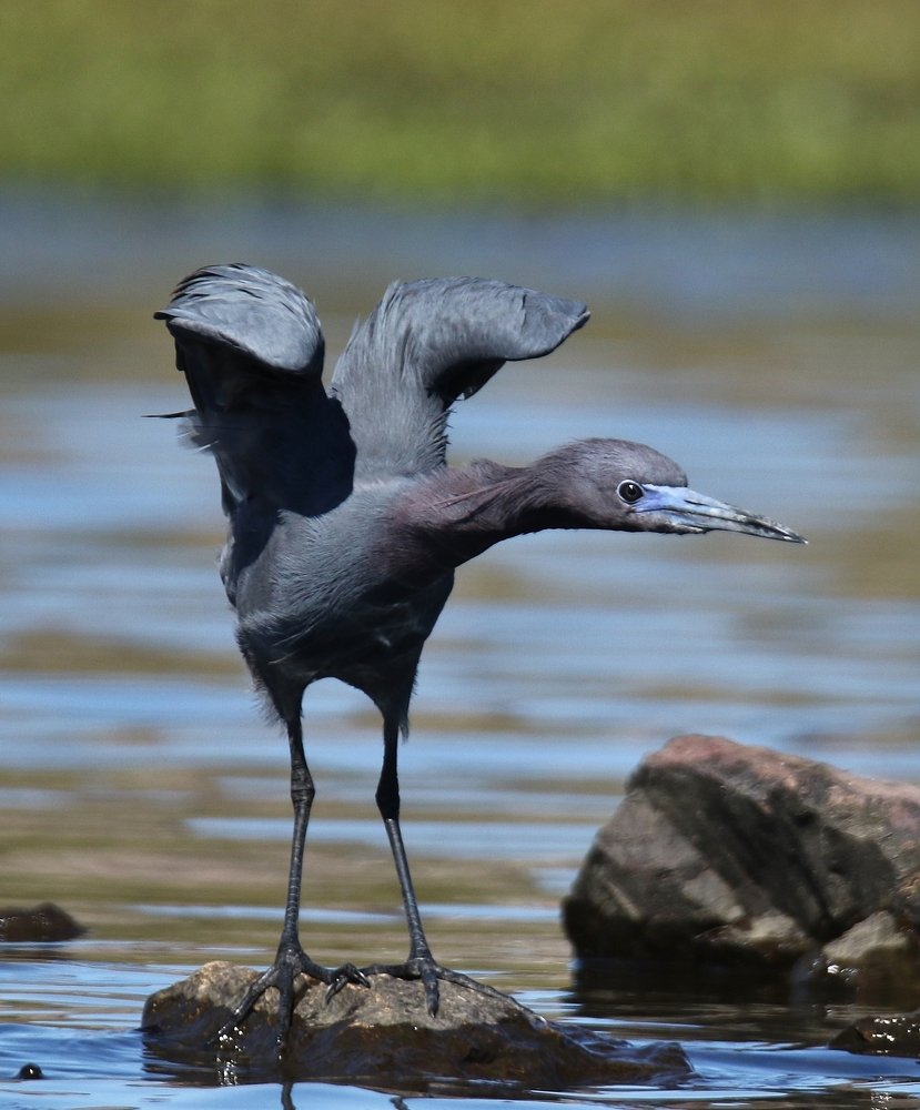 Aigrette bleu