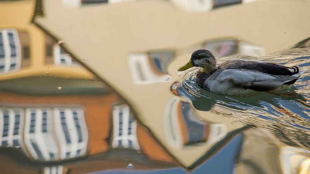 Утка-резинка стерает все рисунки