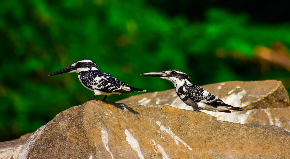 Pied Kingfisher couple Romancing on a nice spring Day!