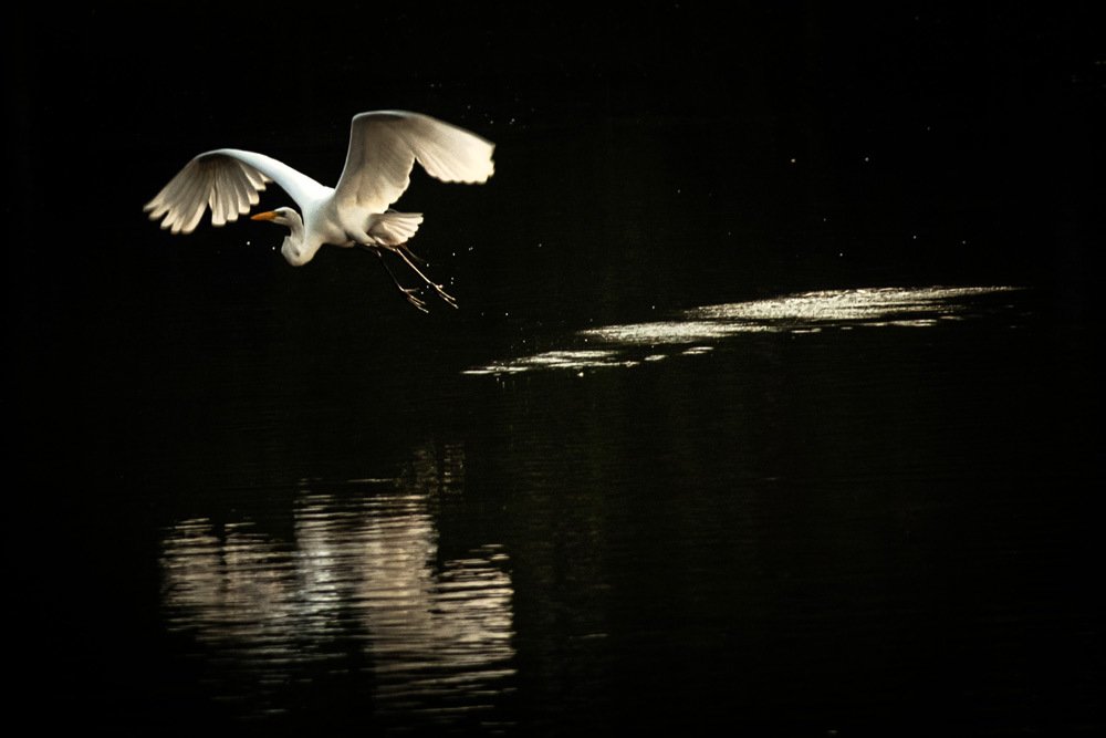 Photograph by Américo Zé