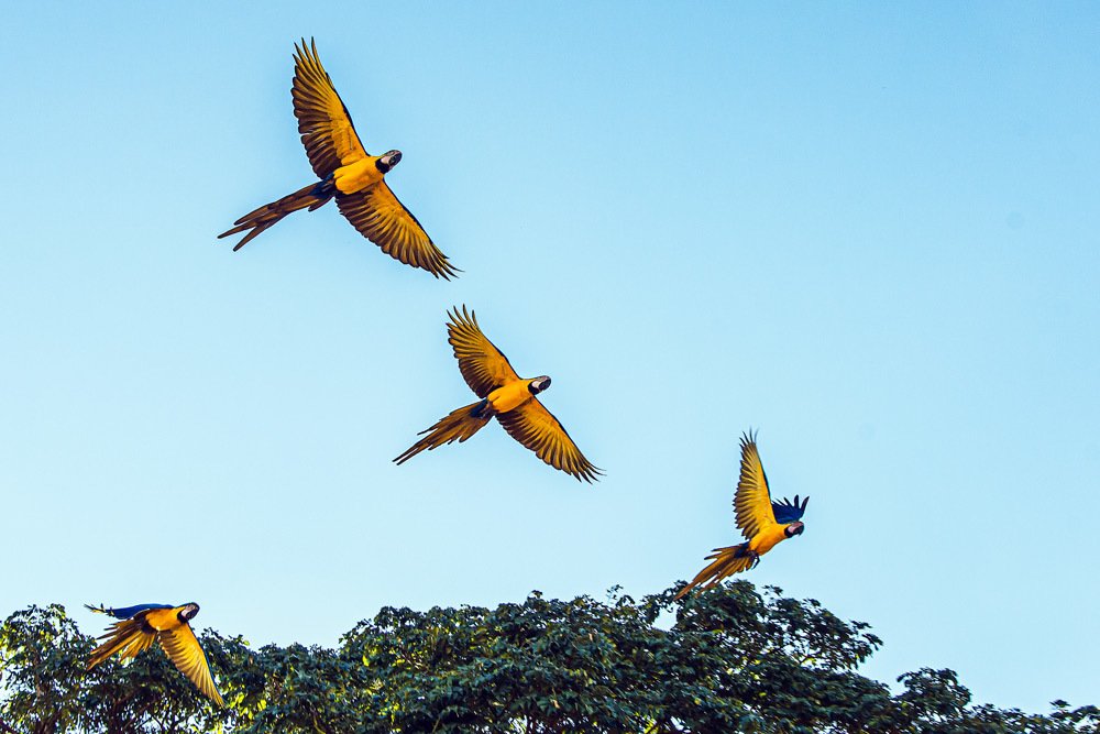 Photograph by Américo Zé