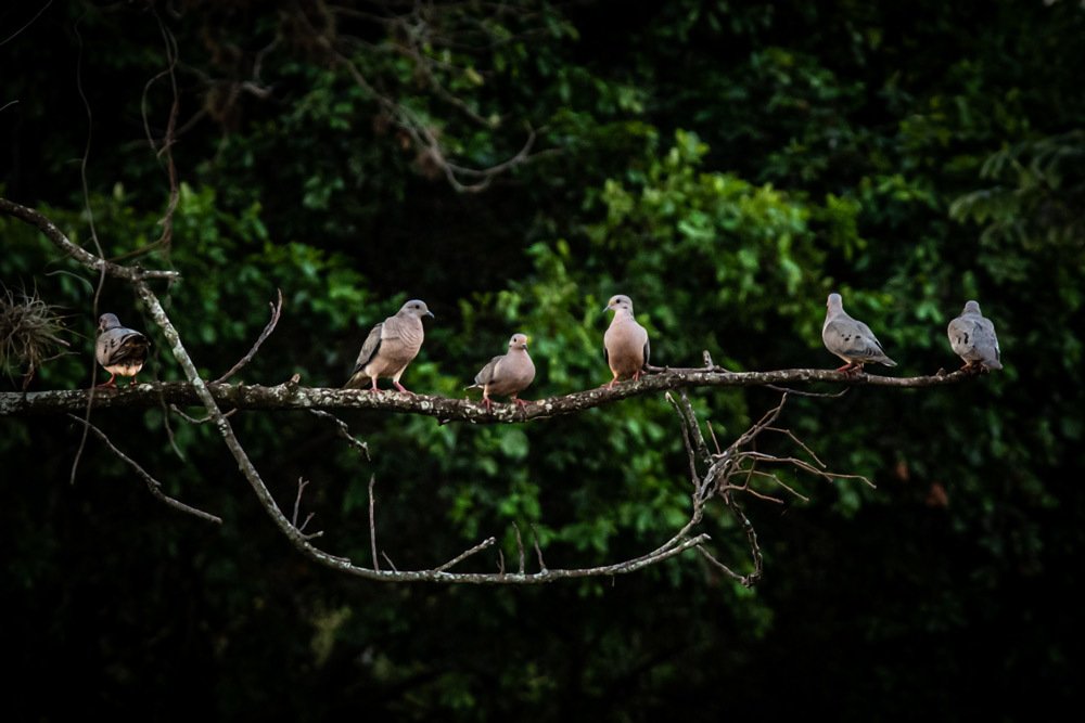 Photograph by Américo Zé