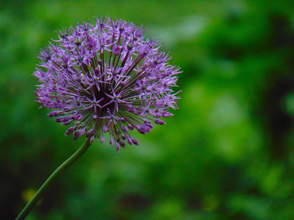 Photograph by Ольга Шевцова