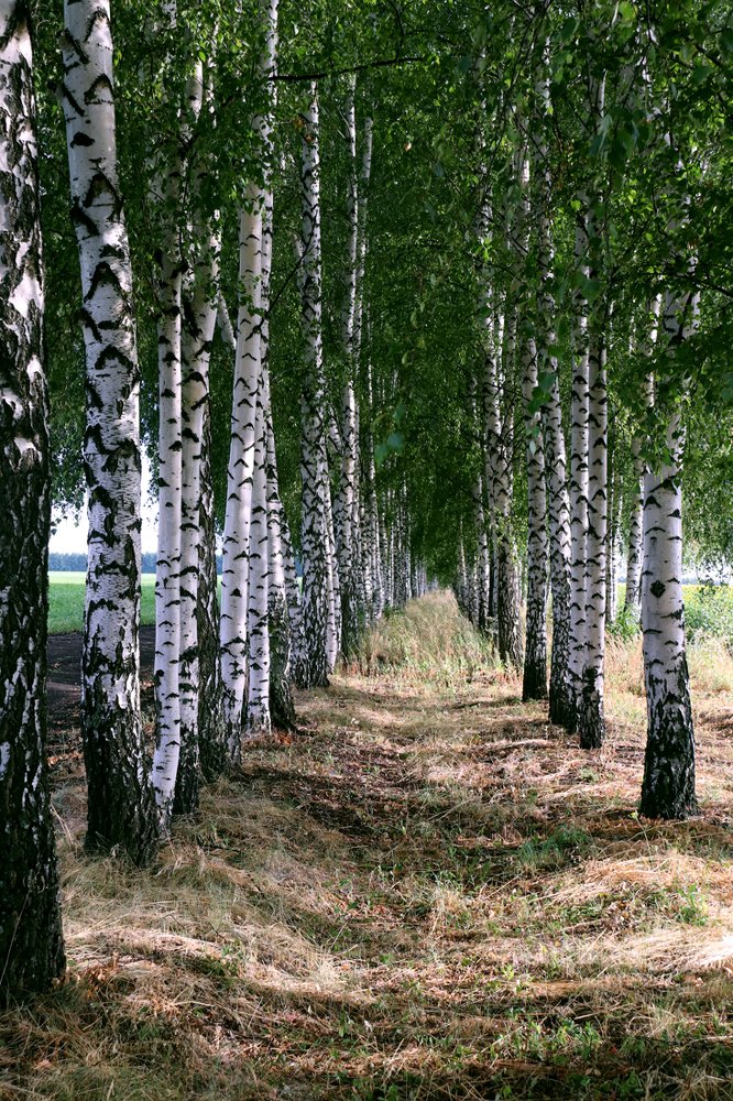 Берёзы