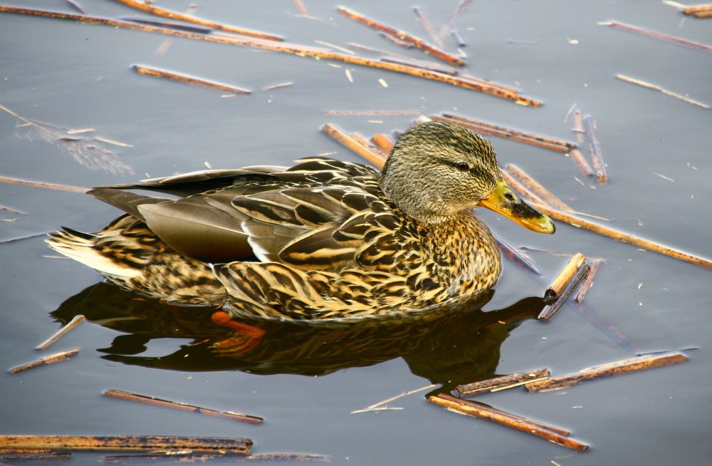 Photograph by Игорь Санюк