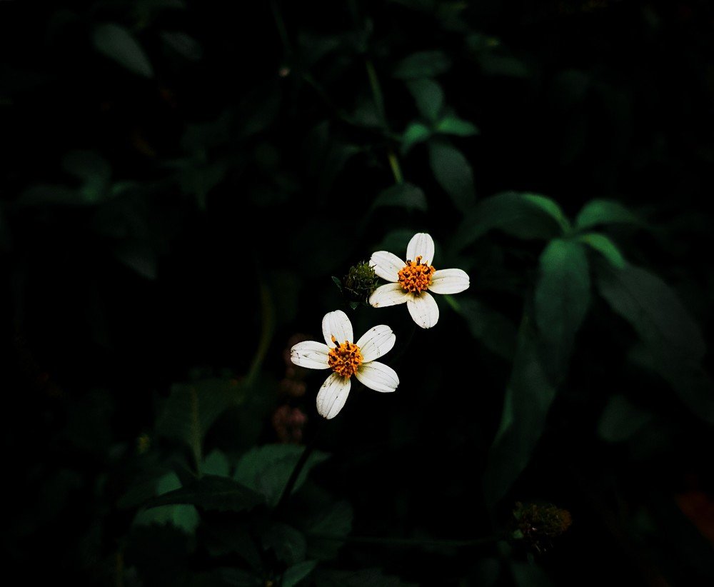 Spanish Needle ( scientific name - Bidens alba) flowers