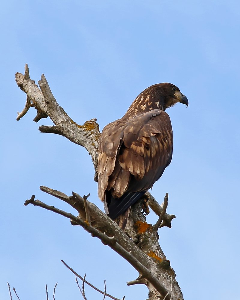 Фотография автора Олег Сенников