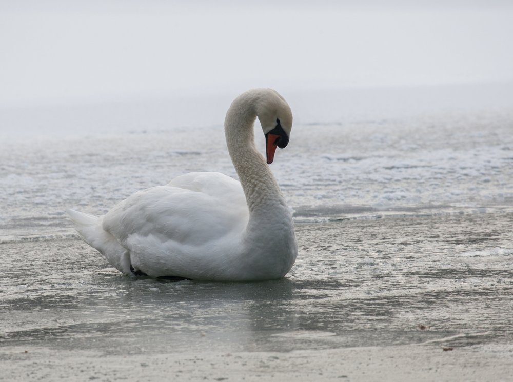 Photograph by Юрий Чернов