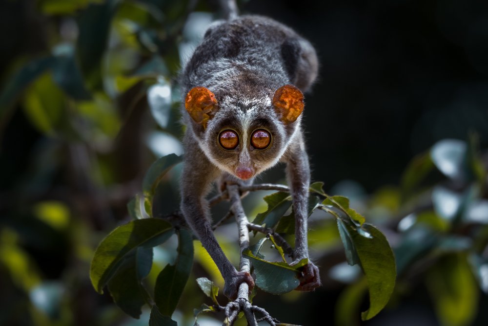 The Gray Slender Loris
