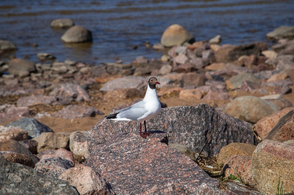 Photograph by Наталья Золотарева