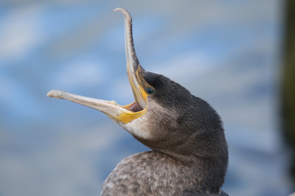 Photograph by philippe lahiton