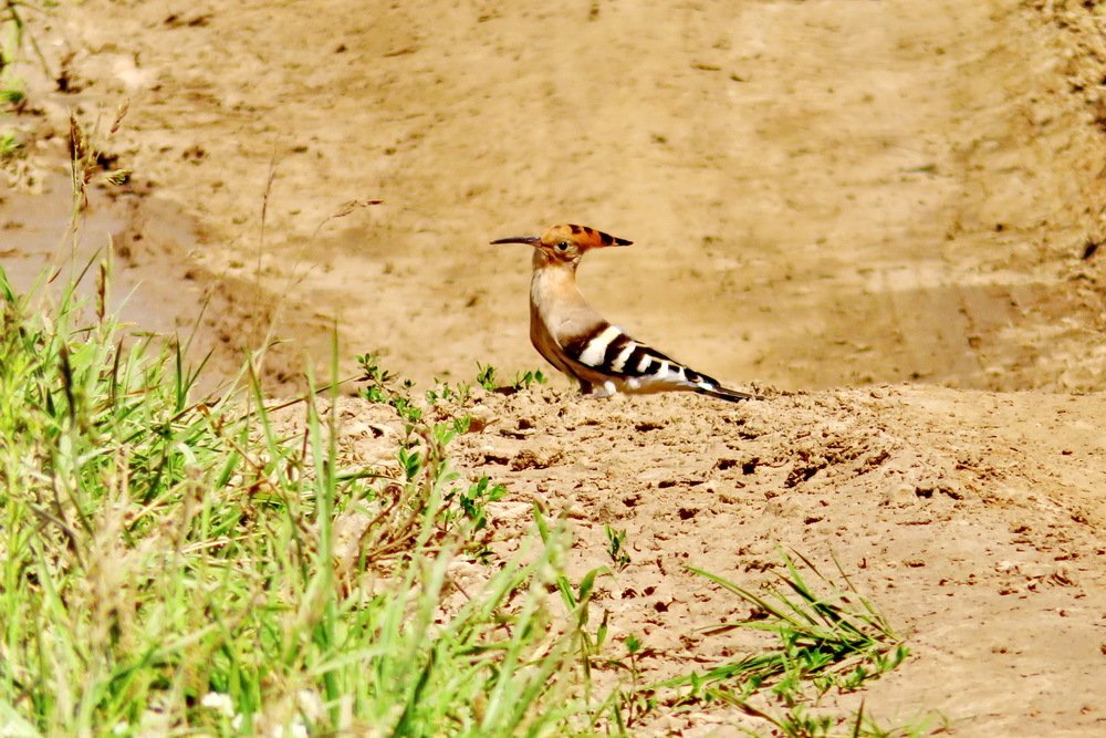 Двуликий удод